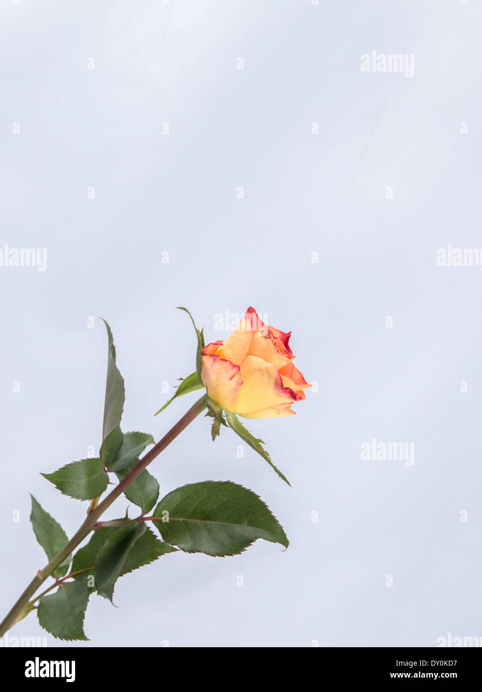 Un singolo giallo/arancione rosa proveniente dall'angolo in basso a sinistra del telaio(2 di una serie di 4) Foto Stock