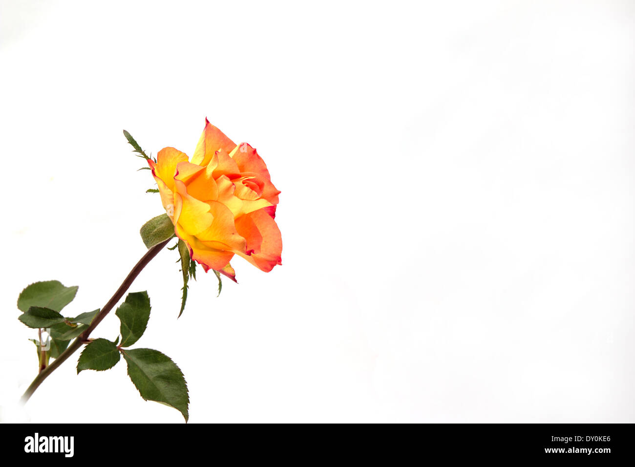 Un singolo giallo/arancione rosa proveniente dall'angolo in basso a sinistra del telaio(1 di una serie di 4) Foto Stock
