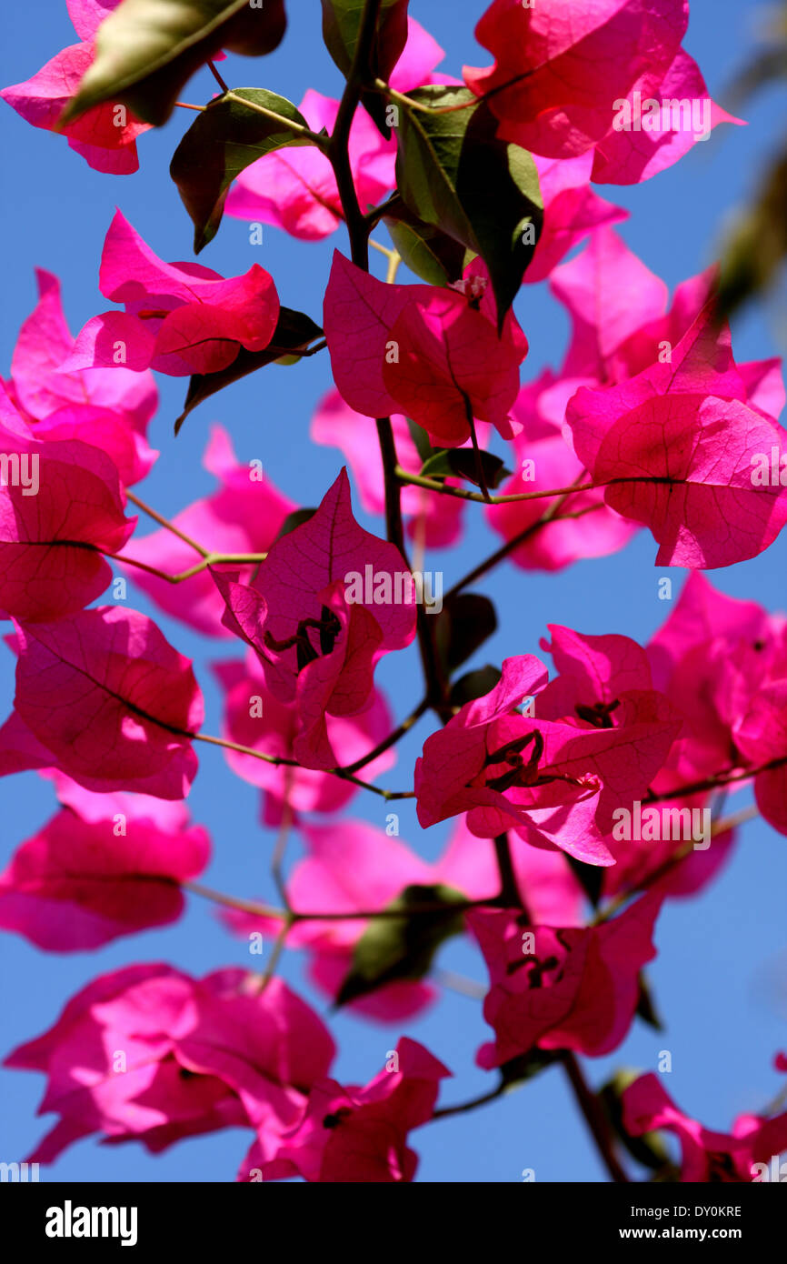 Bouganville rosa in un giardino Barbar, Regno del Bahrein Foto Stock
