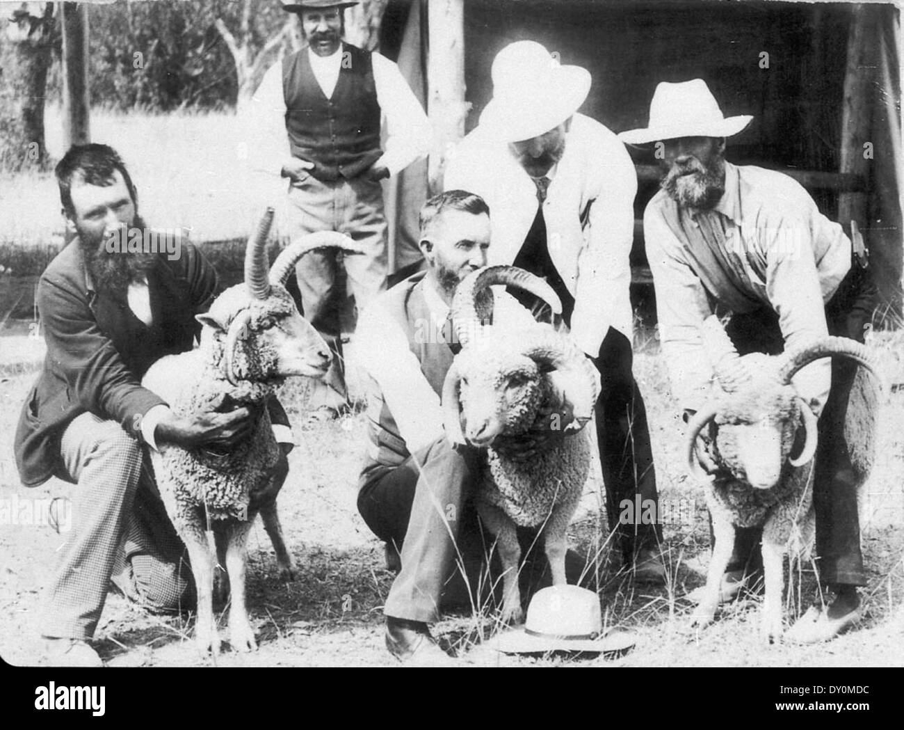 Freak ovini utilizzati da Donald Gunn a Boolarwell (60 miglio a ovest di Goondiwindi Aeroporto) - Goondiwindi Aeroporto, QLD, c. 1900, dal D.M. Cameron Foto Stock