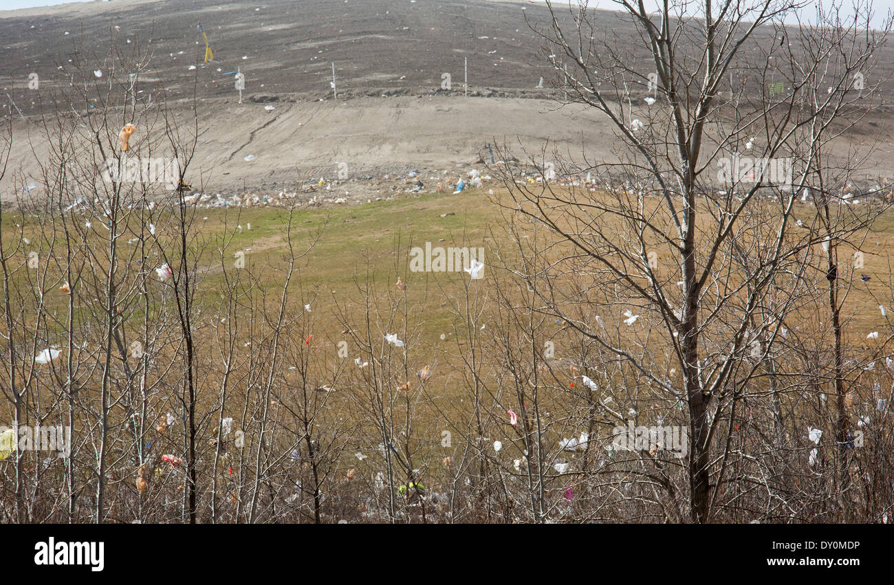 Sacchetti di plastica e altri detriti soffiata dal vento in alberi che circondano Repubblica dei Servizi Aziende Carleton discarica. Foto Stock