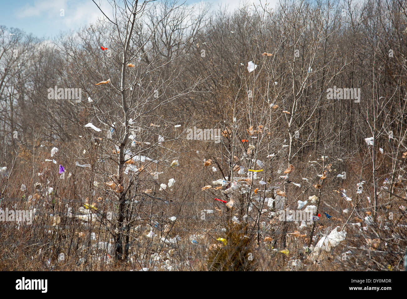 Sacchetti di plastica e altri detriti soffiata dal vento in alberi che circondano Repubblica dei Servizi Aziende Carleton discarica. Foto Stock