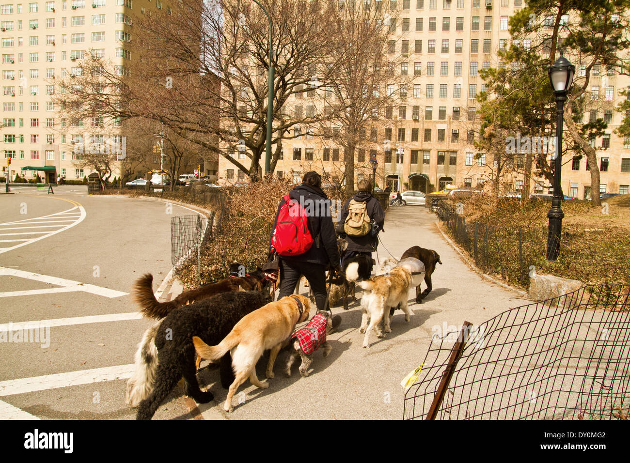 Cane a camminare nel Central Park di New York 25.03.2014 Foto Stock