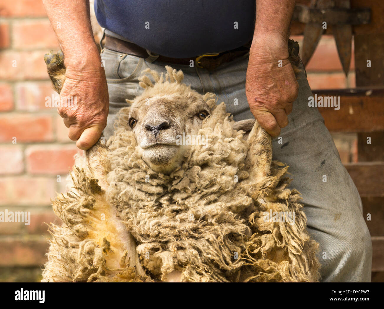 La tosatura delle pecore, Nuova Zelanda - Pastore tenendo un grande pecora dalla sua gambe prima il taglio la sua lana Foto Stock