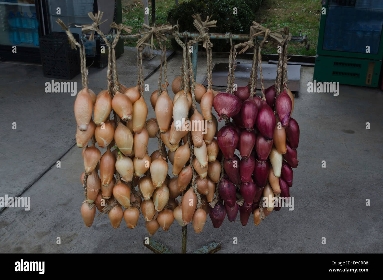 Stringa di essiccazione di cipolla e pronti per la vendita sul mercato Foto Stock