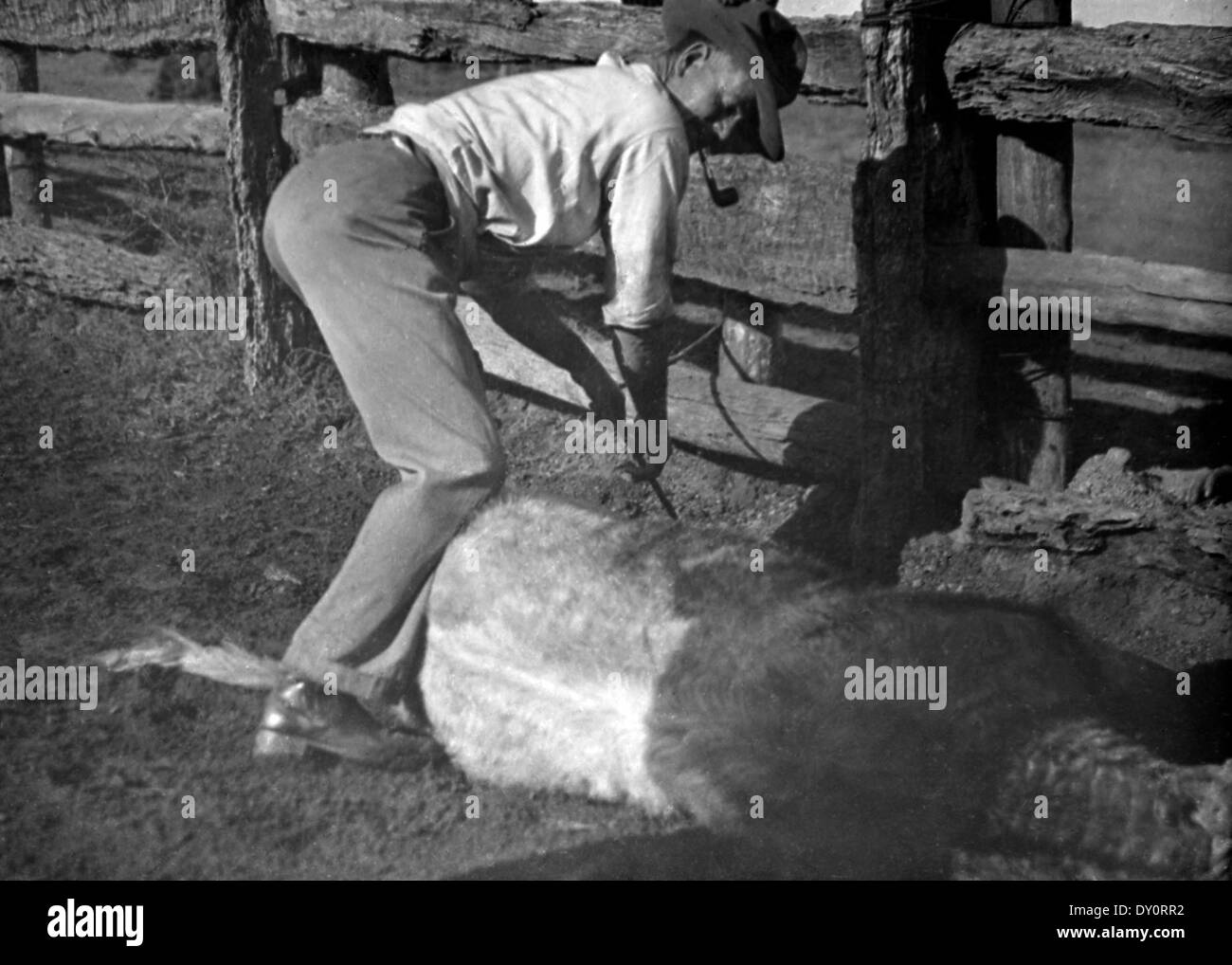 Branding di bovini, Wilcannia, NSW, tra 1935-1937 / fotografo Reverendo Edward ("Ted') Alexander Roberts Foto Stock