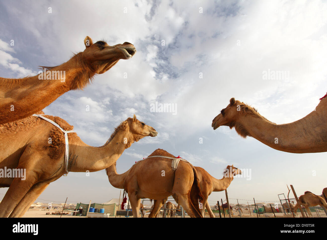 Al Wathba Camel racing, via, cammelli, deserto, Abu Dhabi, Emirati Arabi Uniti Foto Stock