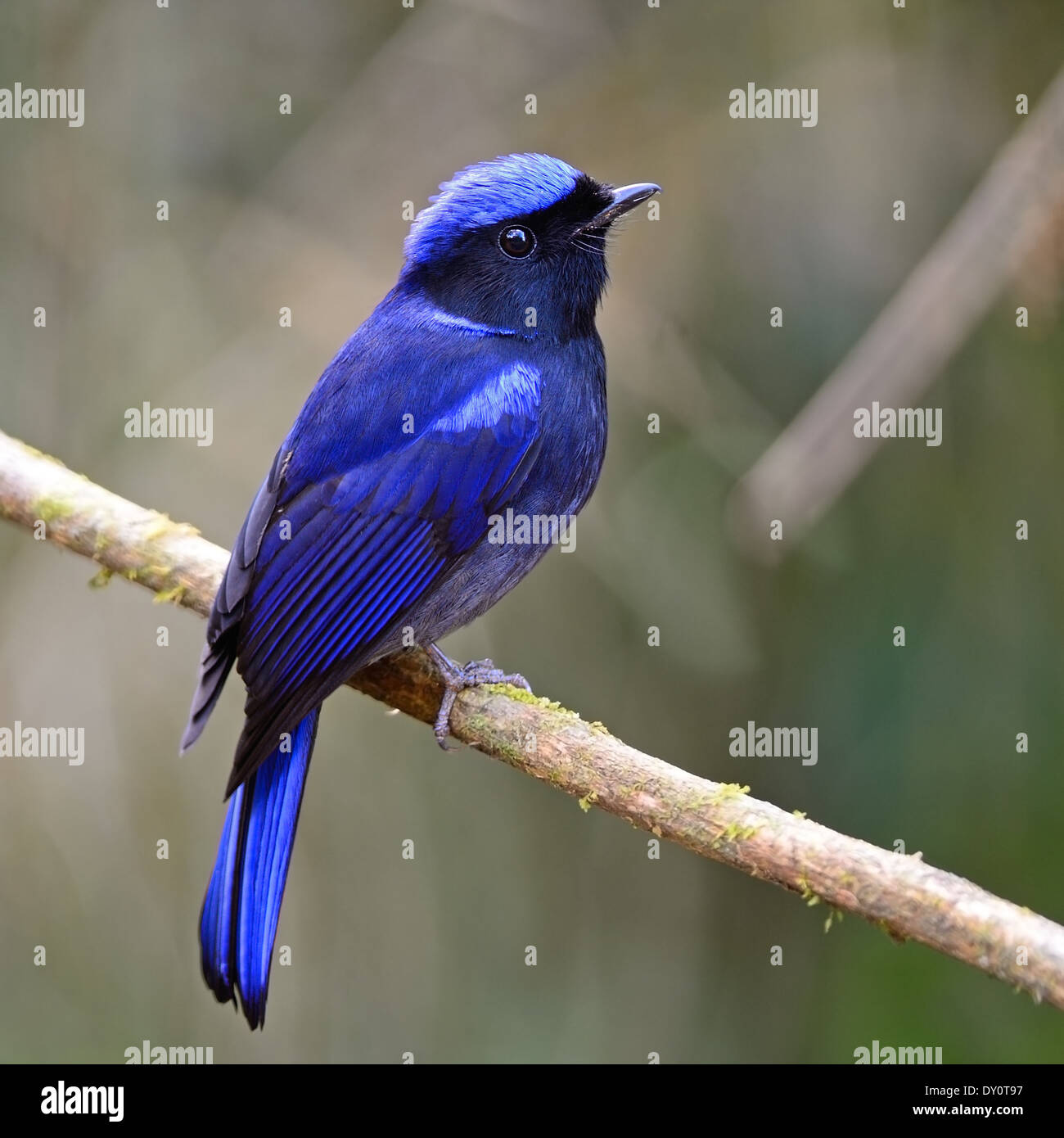 Belle blue bird, maschio grande Niitava (Niltava grandis), profilo laterale, in piedi su un ramo Foto Stock