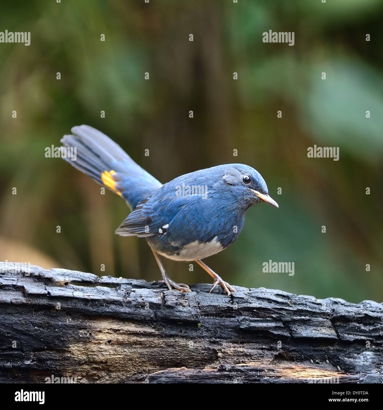 Un maschio bianco-Redstart panciuto (Hodgsonius phaenicuroides), in piedi sul log Foto Stock