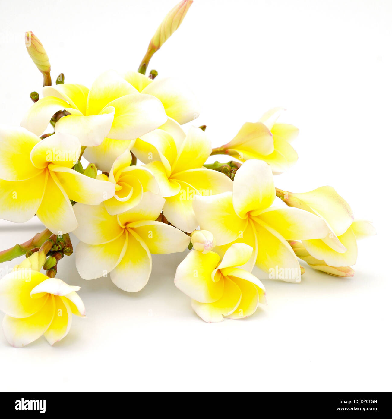 Giallo fiore di Plumeria, isolato su sfondo bianco Foto Stock