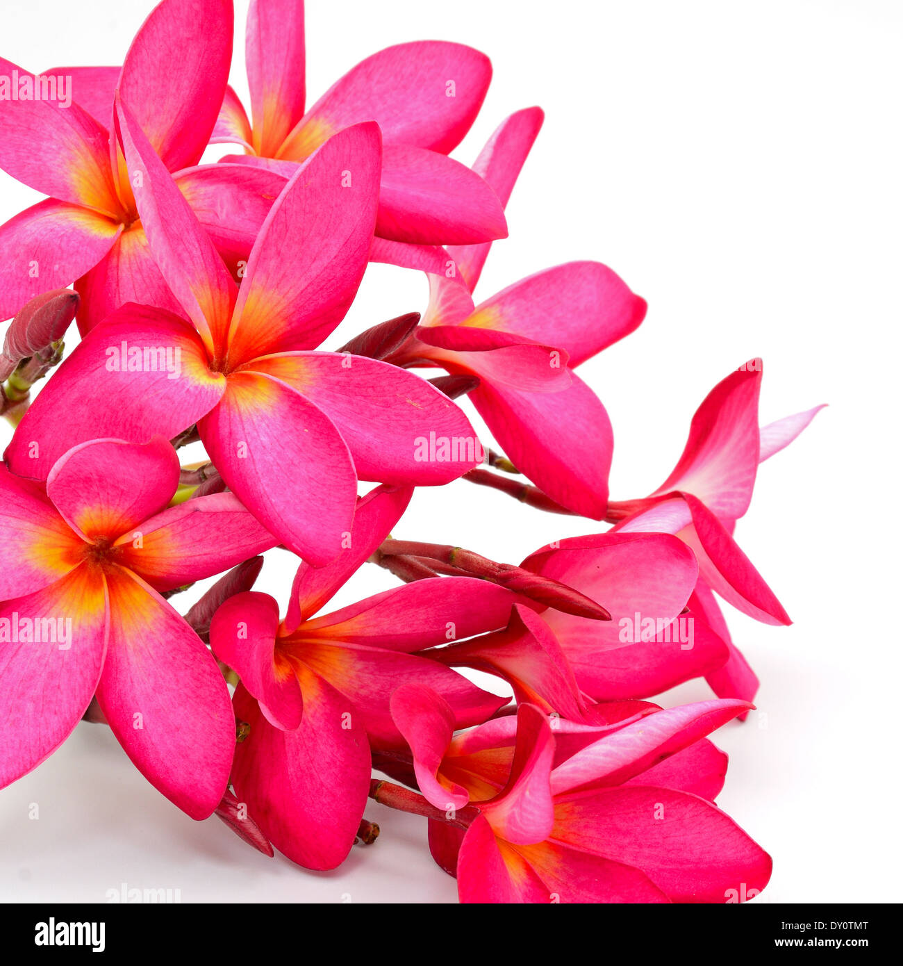 Un rosso Plumeria fiore, fiore tropicale, isolato su sfondo bianco Foto Stock