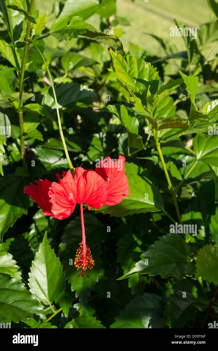 Rosso di fiori di ibisco Foto Stock