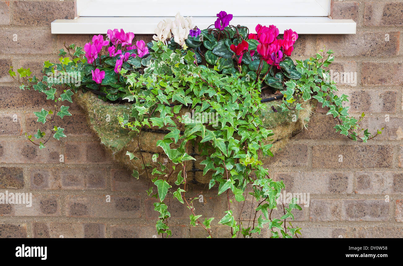 In inverno ed in primavera la fioritura cesto pensile con trailing ivy cyclamens Foto Stock