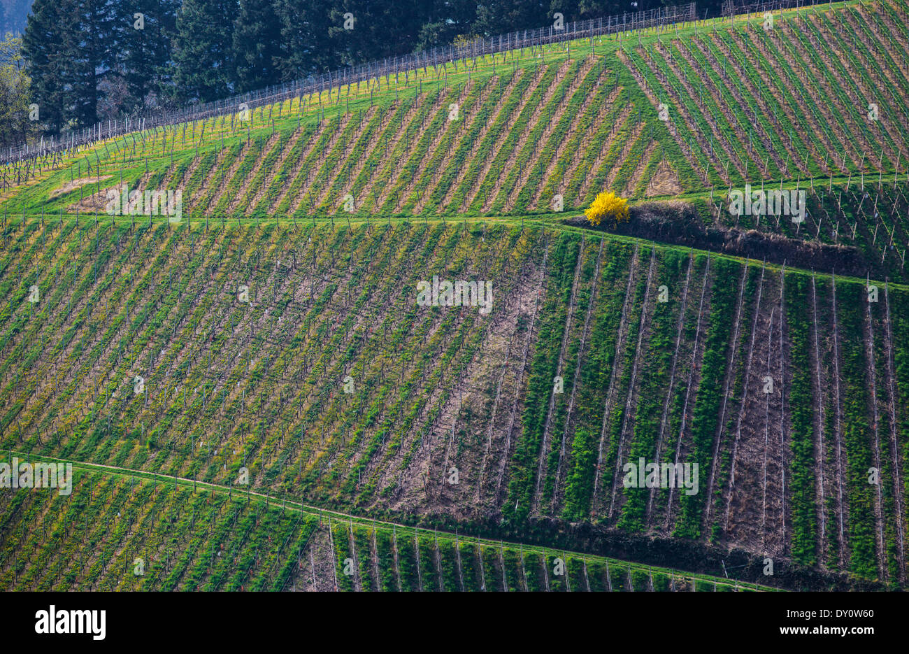 Abstract, Toscana, vigneto, Italia, paesaggio, cultura Italiana, Autunno, Chianti, campo Panoramica, rurale scena, Foto Stock