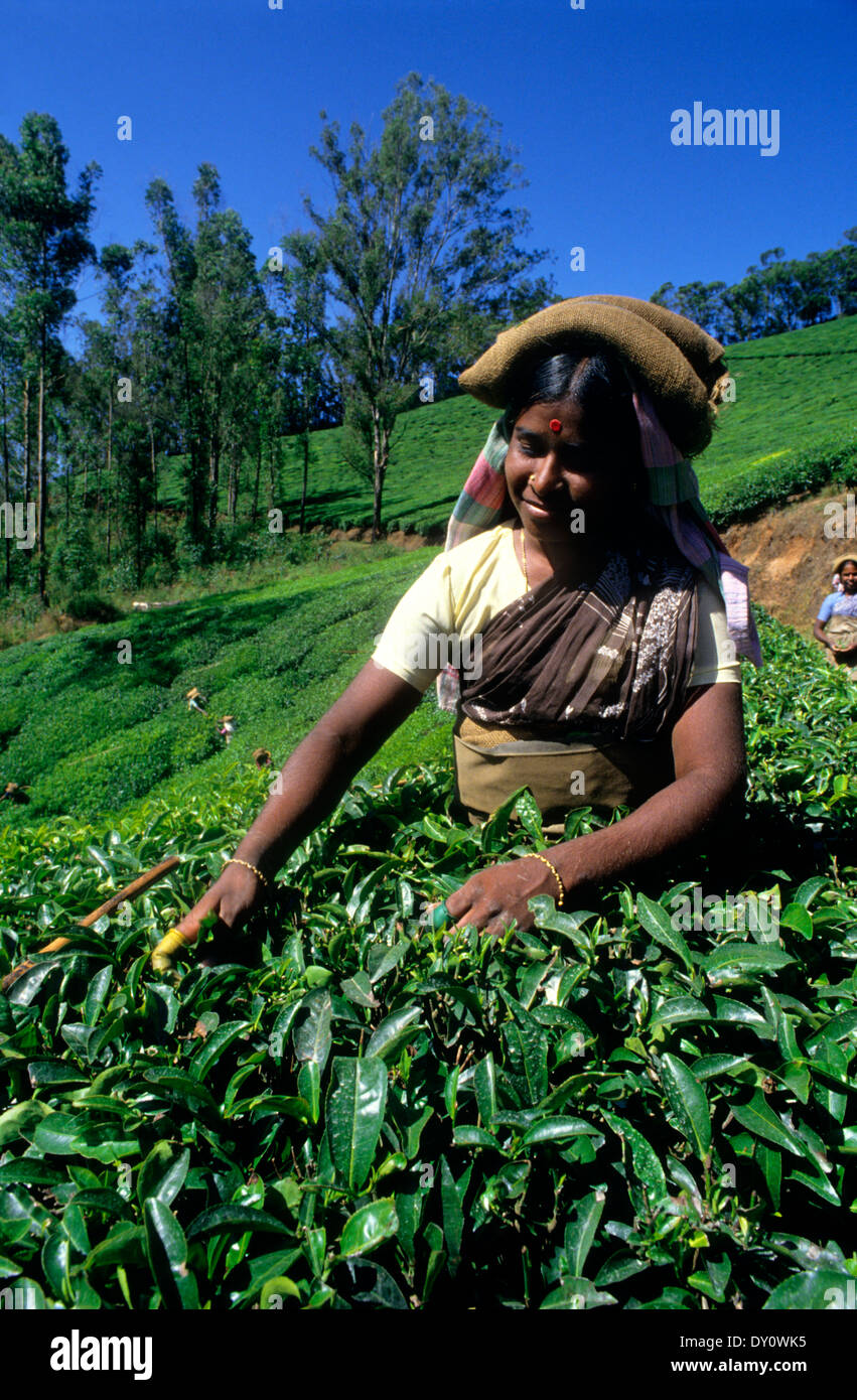 La piantagione di tè vicino a Munnar.Kerala, stato.L'India del Sud. Foto Stock