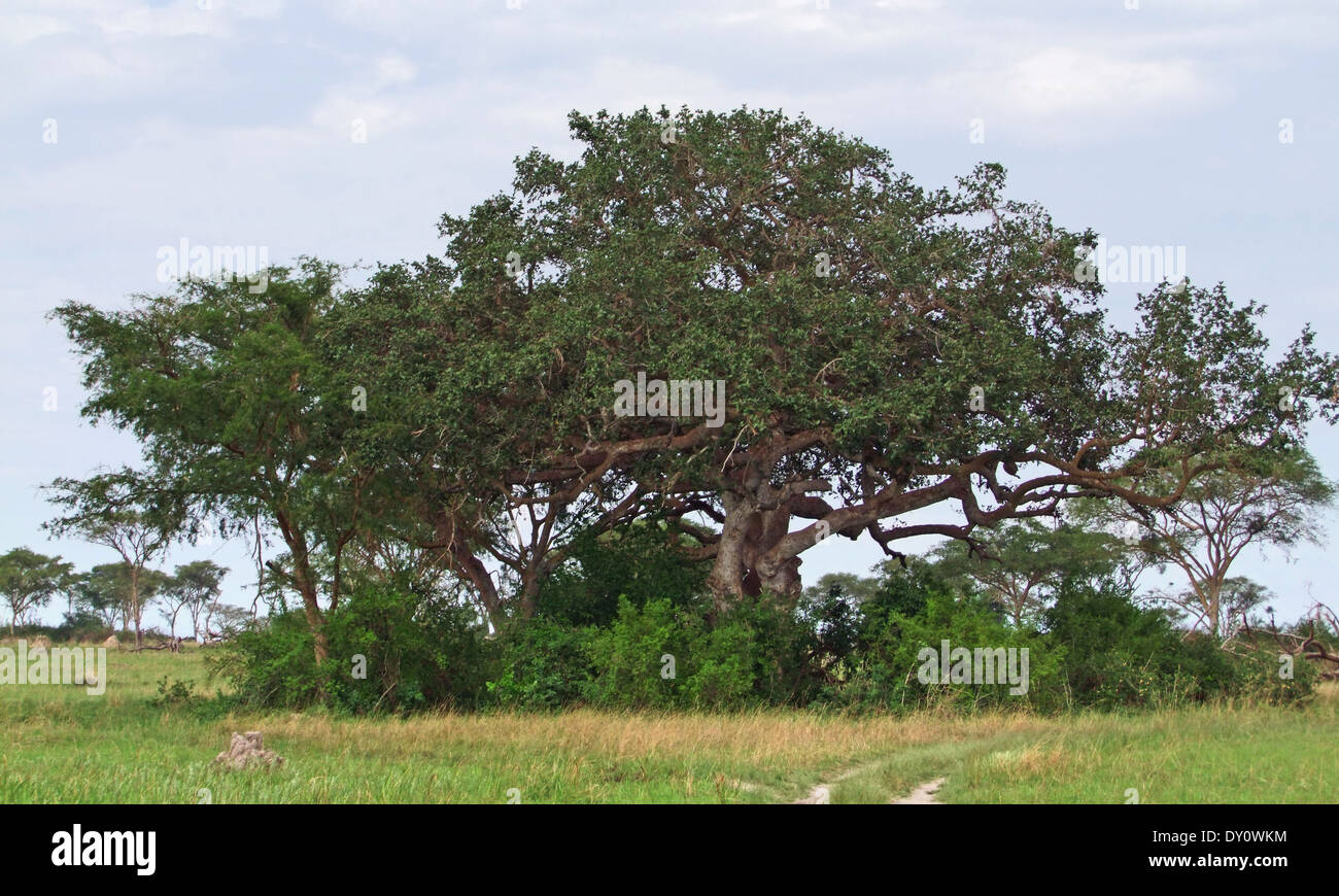 Scenario di vegetazione nel Queen Elizabeth National Park in Uganda (Africa) con alcuni alberi e prati Foto Stock