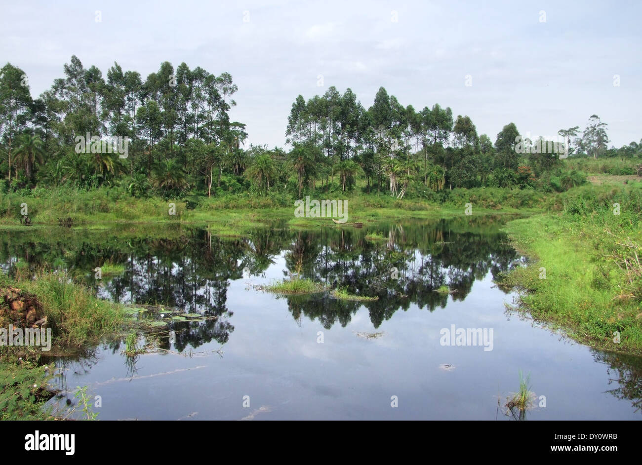 Verde waterside ricoperta paesaggio intorno al Rwenzori Mountains in Uganda (Africa) Foto Stock