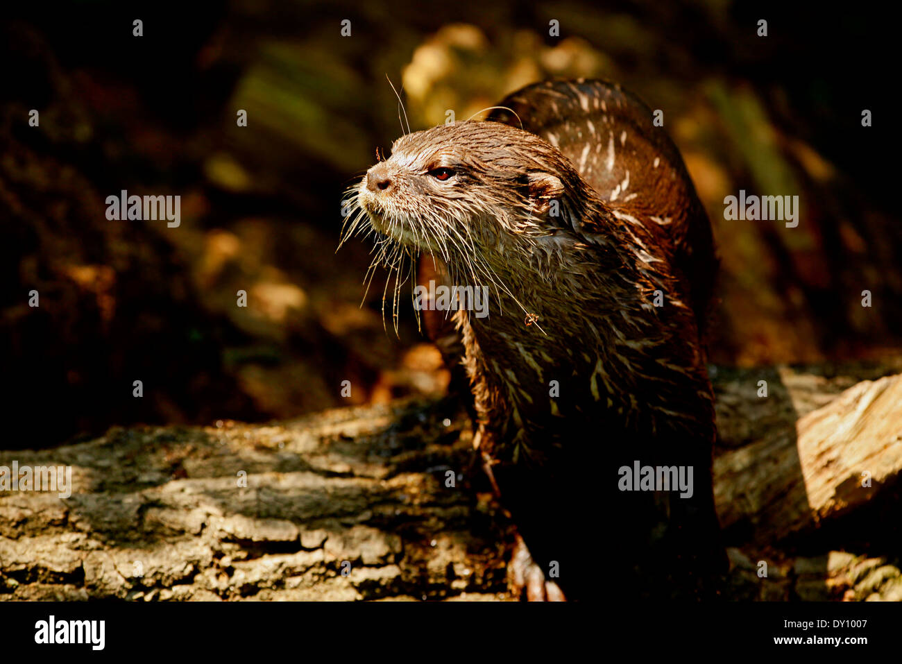 Oriental Small-clowed Lontra (Aonyx cinerea) Foto Stock