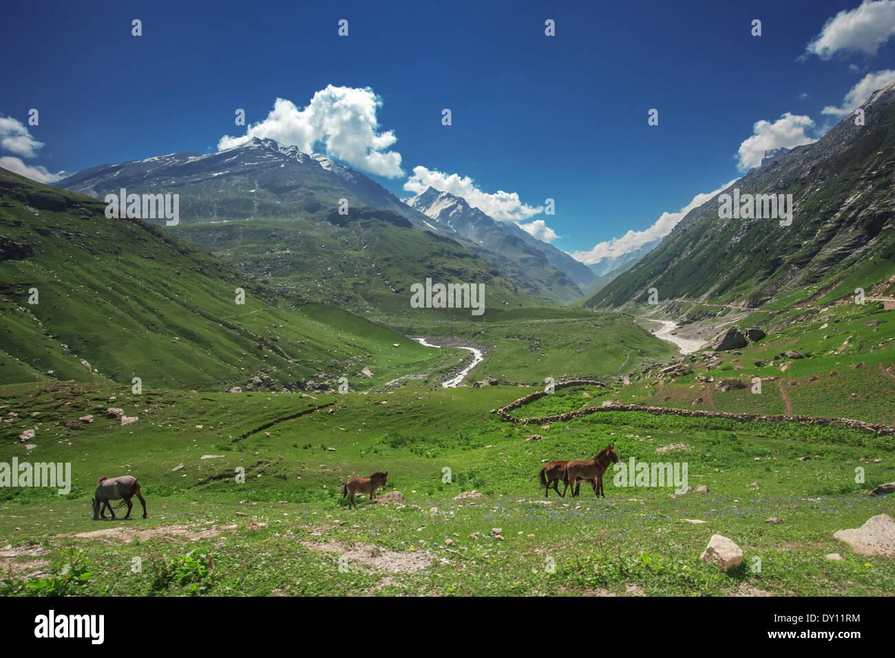 Cavalli in montagna verde collina Foto Stock
