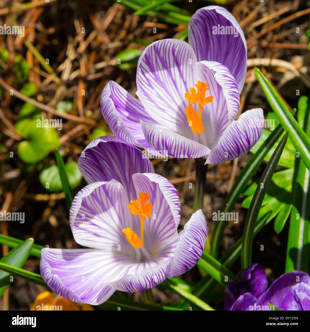 Crocus Fiori in piena primavera fiorisce in un giardino di Cheshire Alsager England Regno Unito Regno Unito Foto Stock