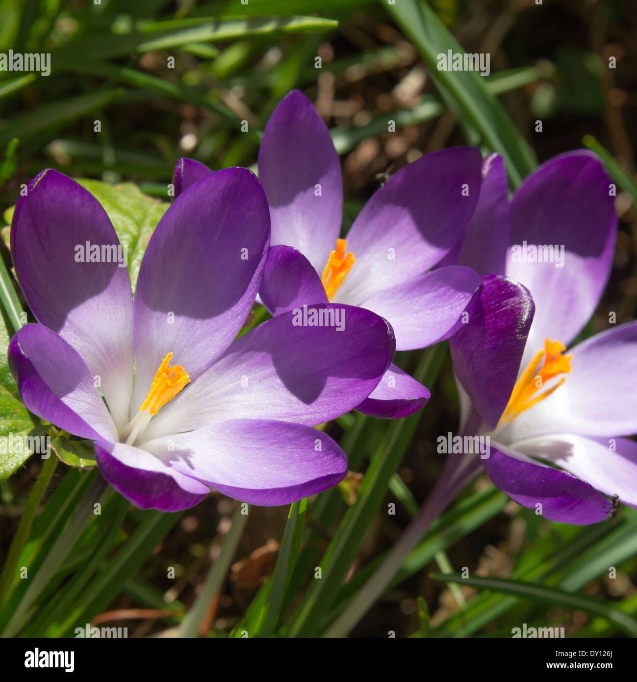 Crocus Fiori in piena primavera fiorisce in un giardino di Cheshire Alsager England Regno Unito Regno Unito Foto Stock