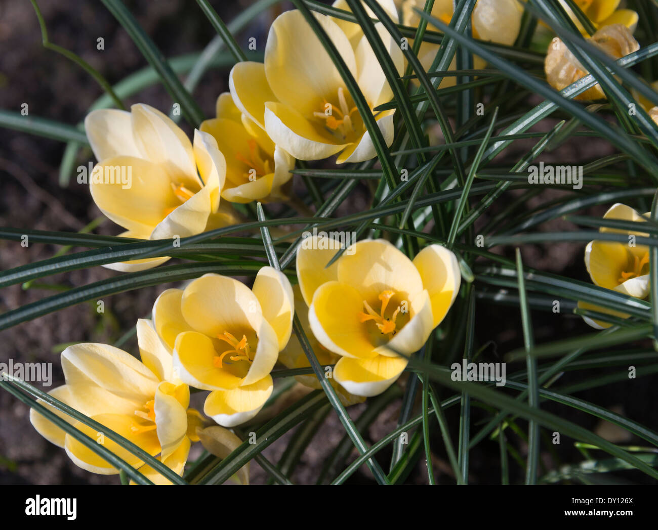 Crocus Fiori in piena primavera fiorisce in un giardino di Cheshire Alsager England Regno Unito Regno Unito Foto Stock