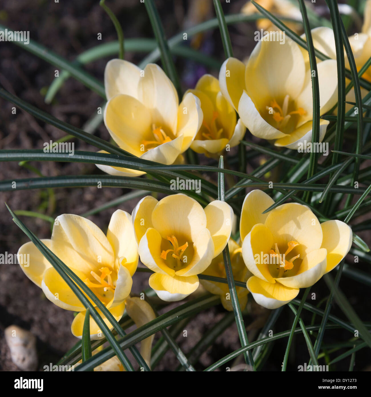 Crocus Fiori in piena primavera fiorisce in un giardino di Cheshire Alsager England Regno Unito Regno Unito Foto Stock