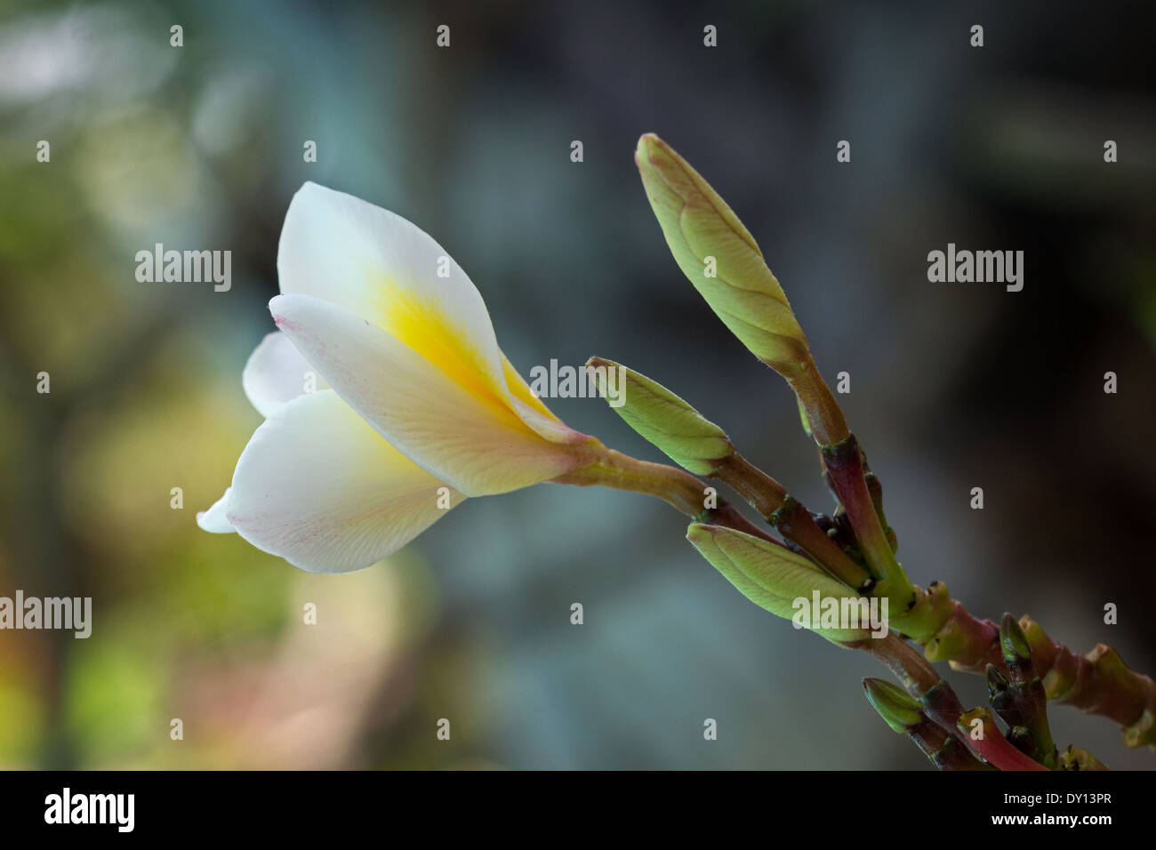 Primo piano e la vista laterale di una singola bianco Plumeria fiore e gemme Foto Stock
