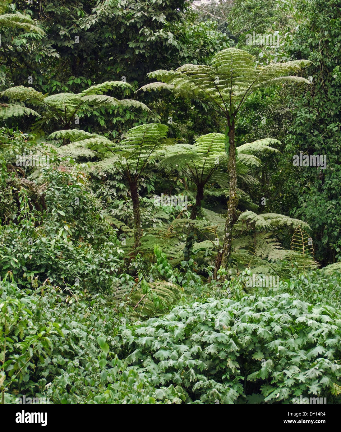 Giungla vegetazione in Uganda (Africa) Foto Stock