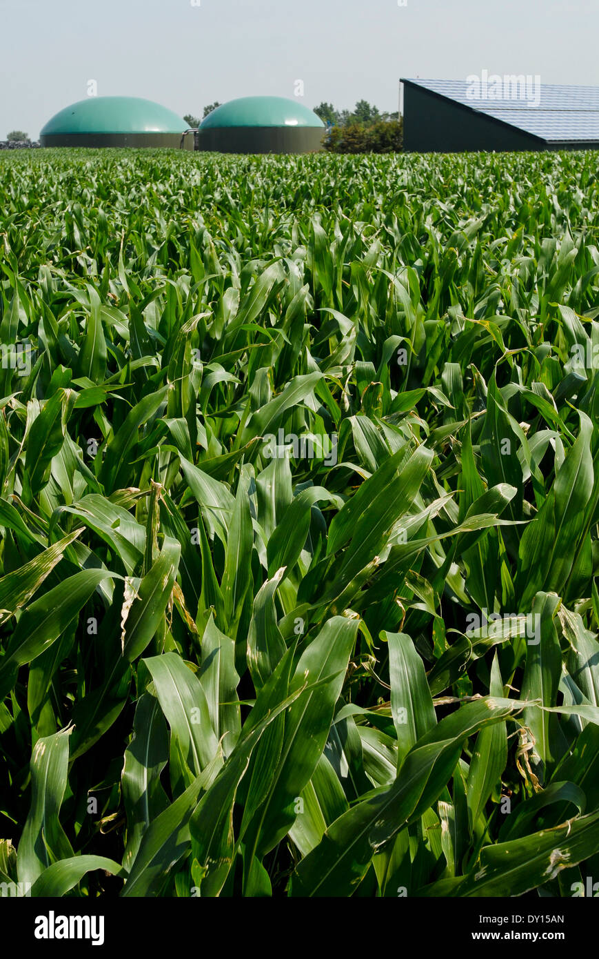 Germania azienda agricola impianto di produzione di biogas e di campo di mais che è utilizzato come substrato per la fermentazione Foto Stock