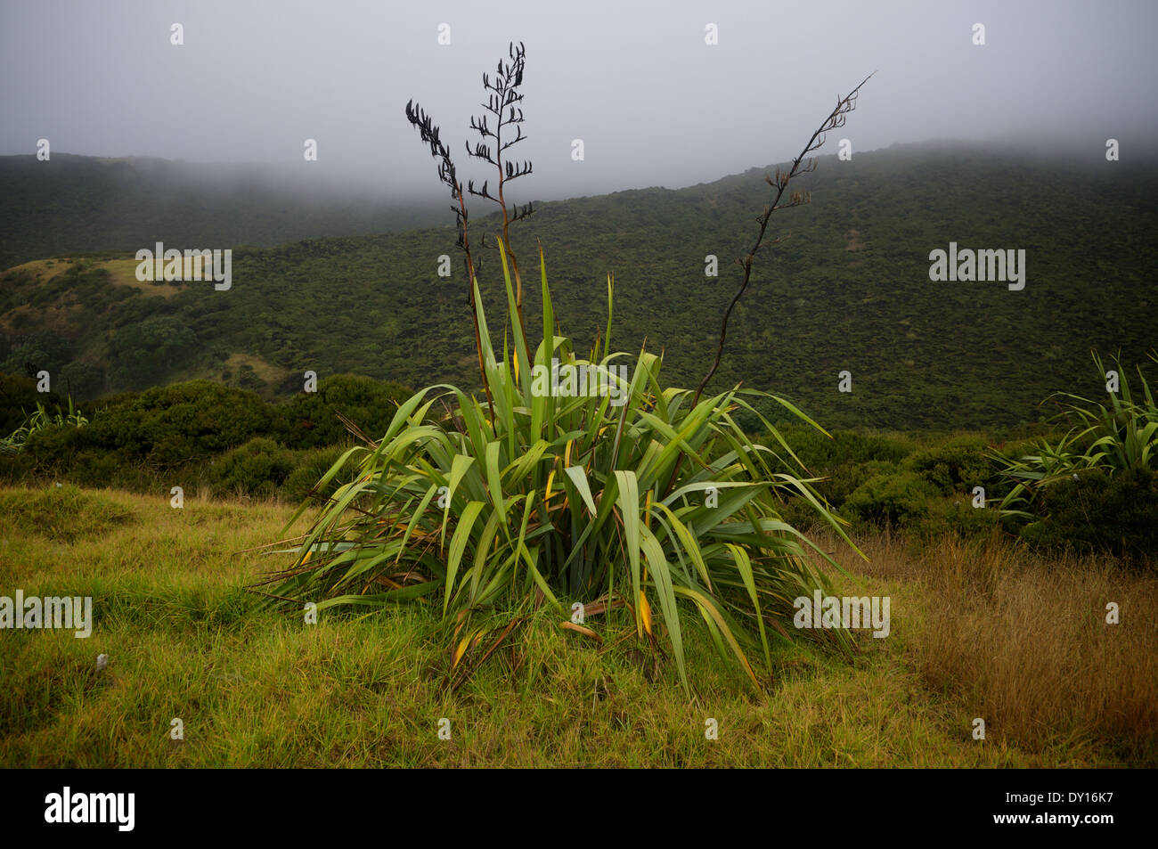 Phormium tenax (lino) cresce a Tapotupotu presso la punta settentrionale dell'Isola del nord della Nuova Zelanda. Foto Stock