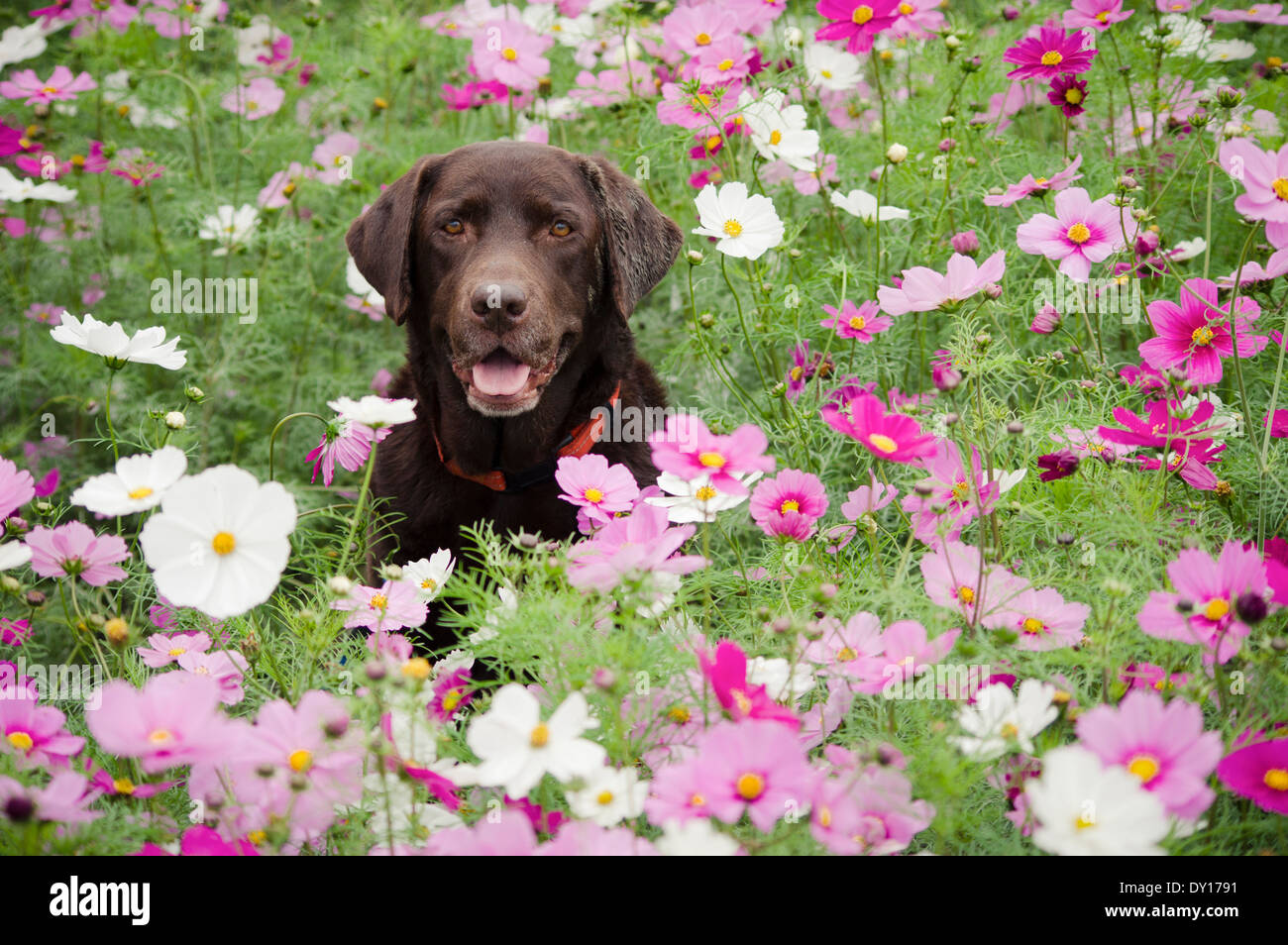 Il cioccolato Labrador Retriever in un campo di fiori cosmos Foto Stock