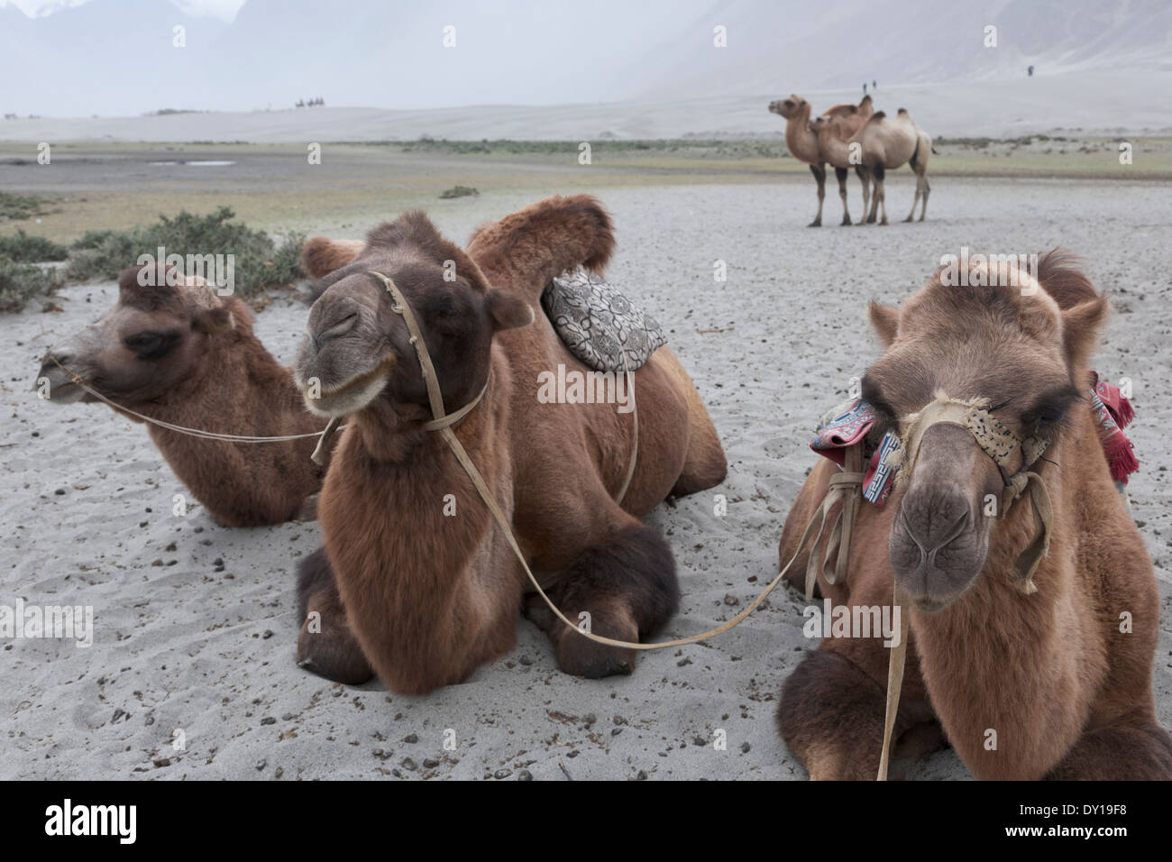 Ladakh, India. Cammelli Bactrian utilizzato per gite turistiche, Valle di Nubra dune di sabbia, vicino alla città di Hunder Foto Stock