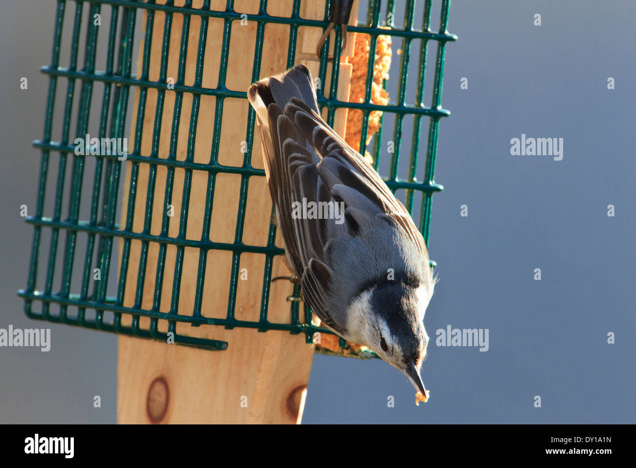 Bianco-breasted picchio muratore (Sitta carolinensis) suet sull'alimentazione degli uccelli Foto Stock