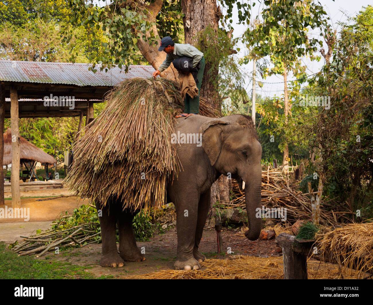 Elefante asiatico trasporta un carico di erba da Bardia National Park, il Nepal Foto Stock