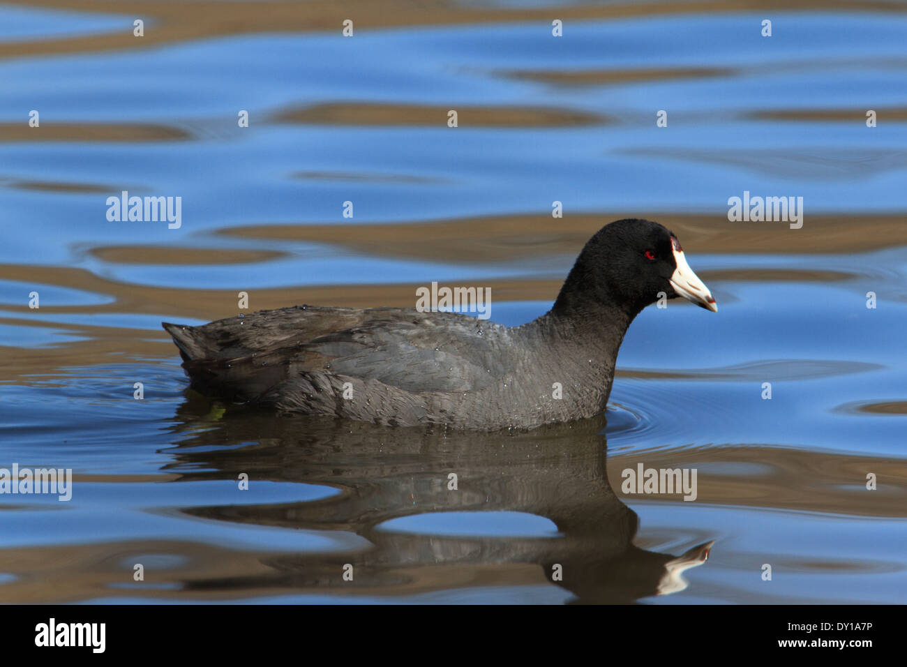 American folaga (fulica americana) nuoto sulle sponde di un lago. Foto Stock