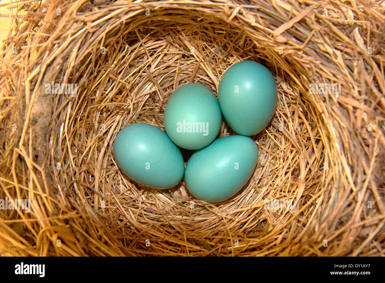 Robin le uova in un nido, Novato, CALIFORNIA, STATI UNITI D'AMERICA Foto Stock