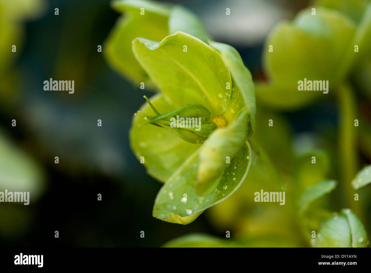 Helleborus argutifolius, verde fiore a forma di coppa, Novato, CALIFORNIA, STATI UNITI D'AMERICA Foto Stock