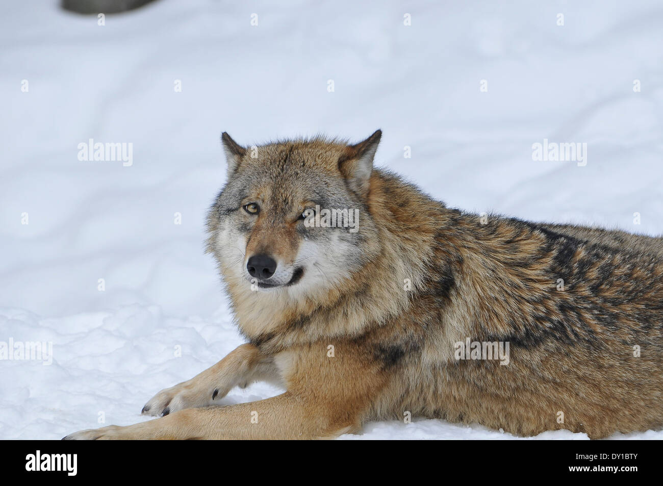 Der Wolf, lupo grigio, Foto Stock