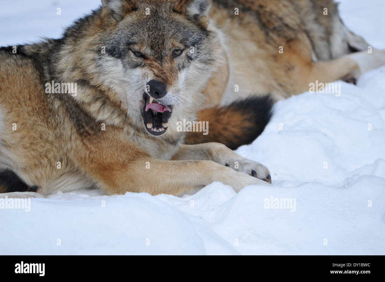 Der Wolf, lupo grigio, Foto Stock
