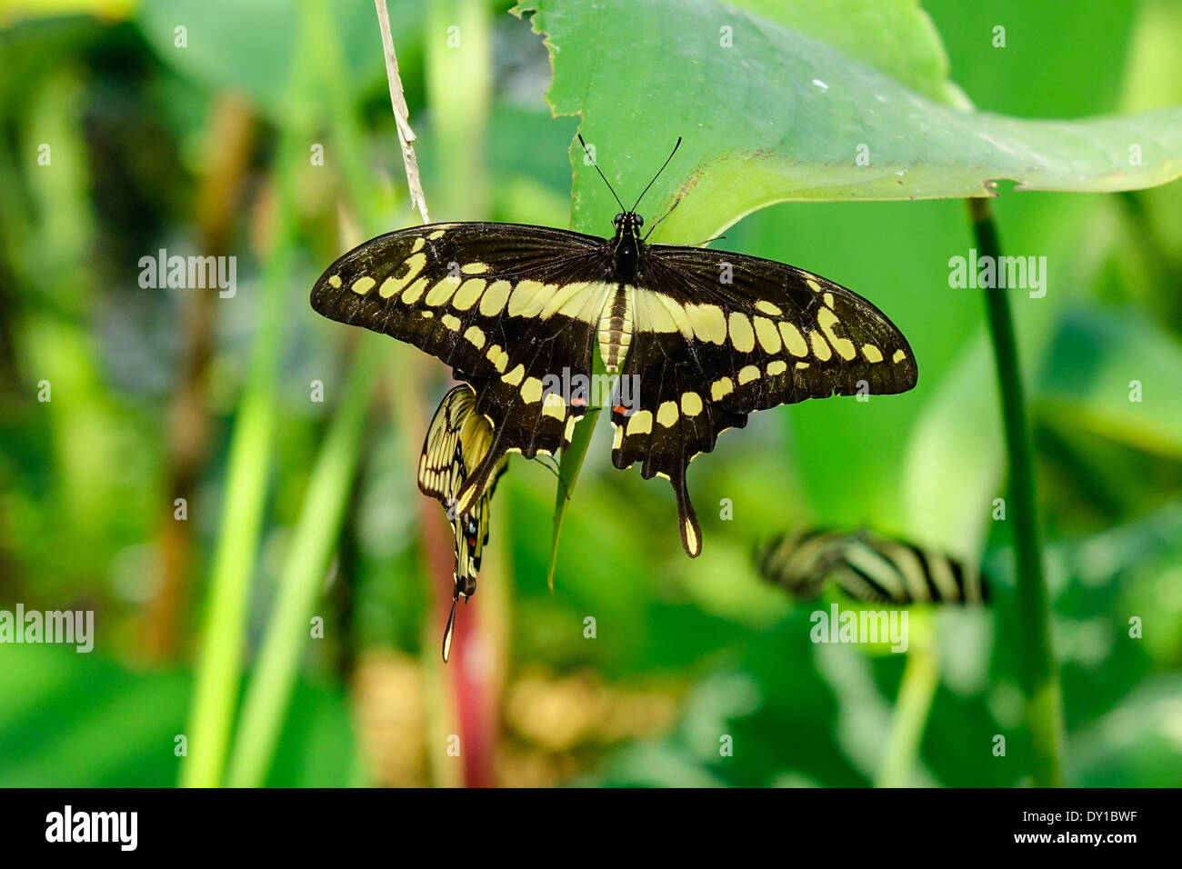 Farfalle tropicali re a coda di rondine (Papilio thoas) Foto Stock