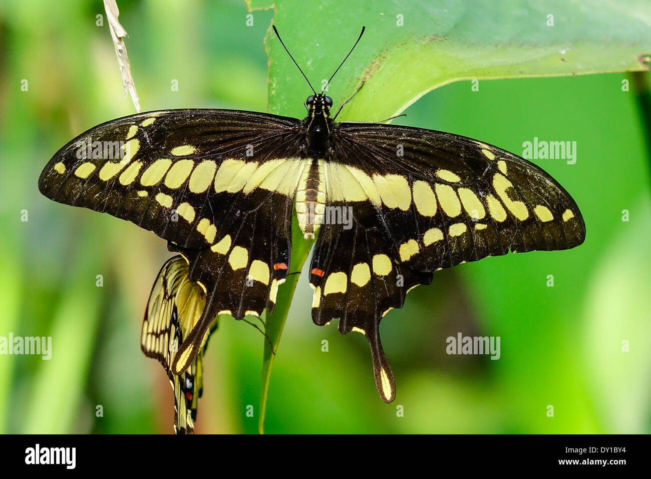 Farfalle tropicali re a coda di rondine (Papilio thoas) Foto Stock