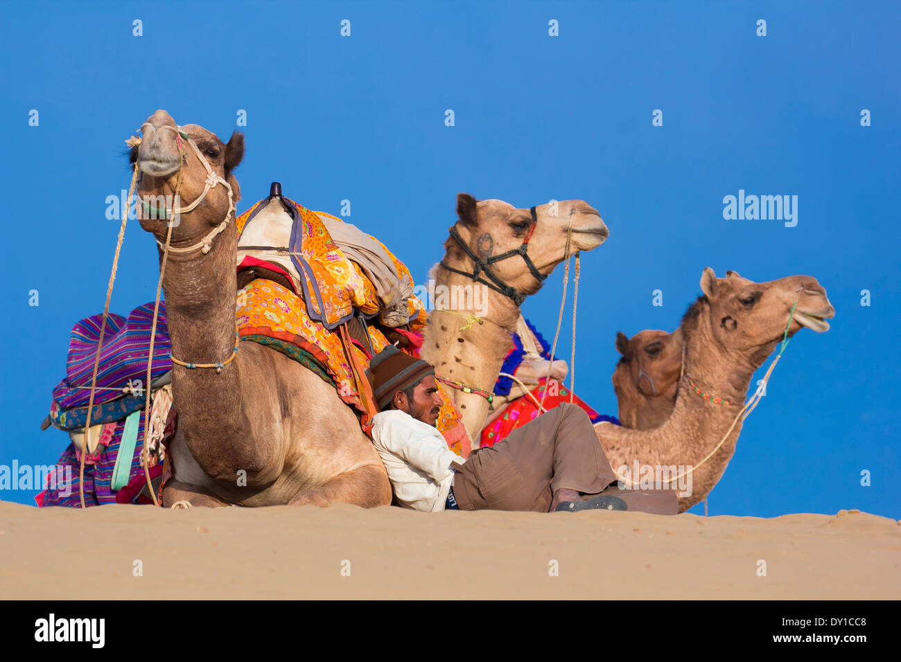 La popolazione locale e i loro cammello resto sul deserto di Thar in serata. Foto Stock