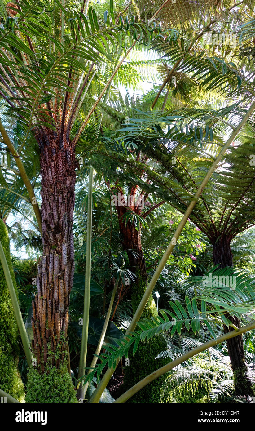 La casa delle palme, giardino botanico, Monaco di Baviera, Germania, Europa Foto Stock