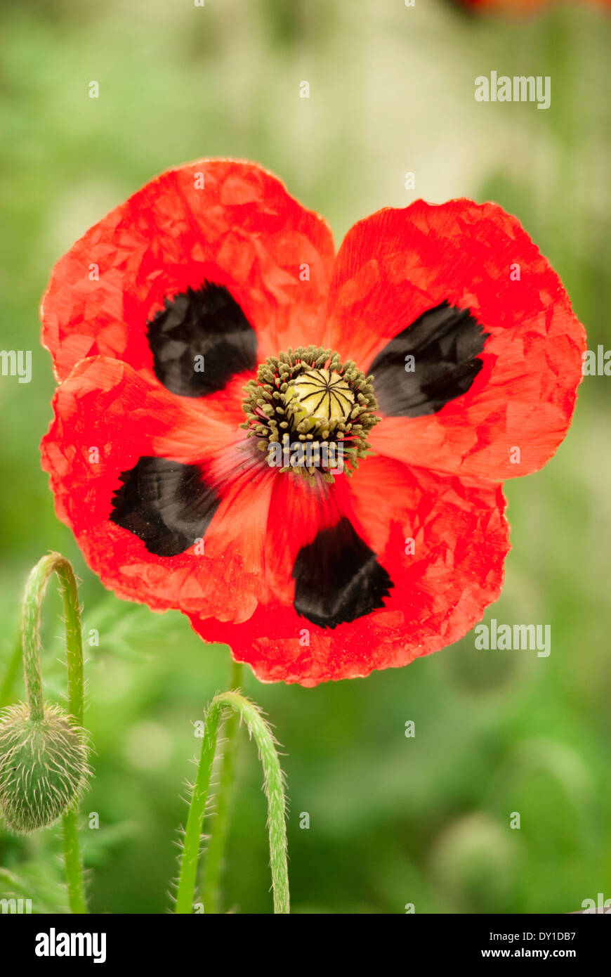 Papaver commutatum e perenne, può fiore rosso con carattere distintivo dei segni neri. Foto Stock