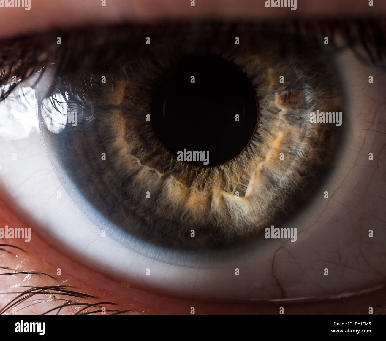 Extreme closeup di un occhio umano Foto Stock