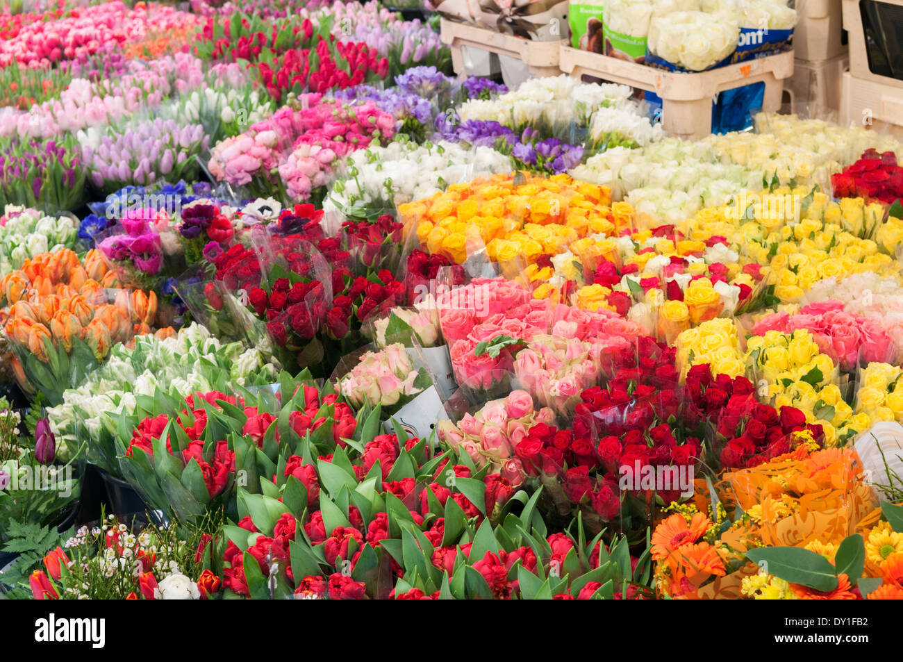 Hotorget fieno Mercato di fiori in vendita Foto Stock