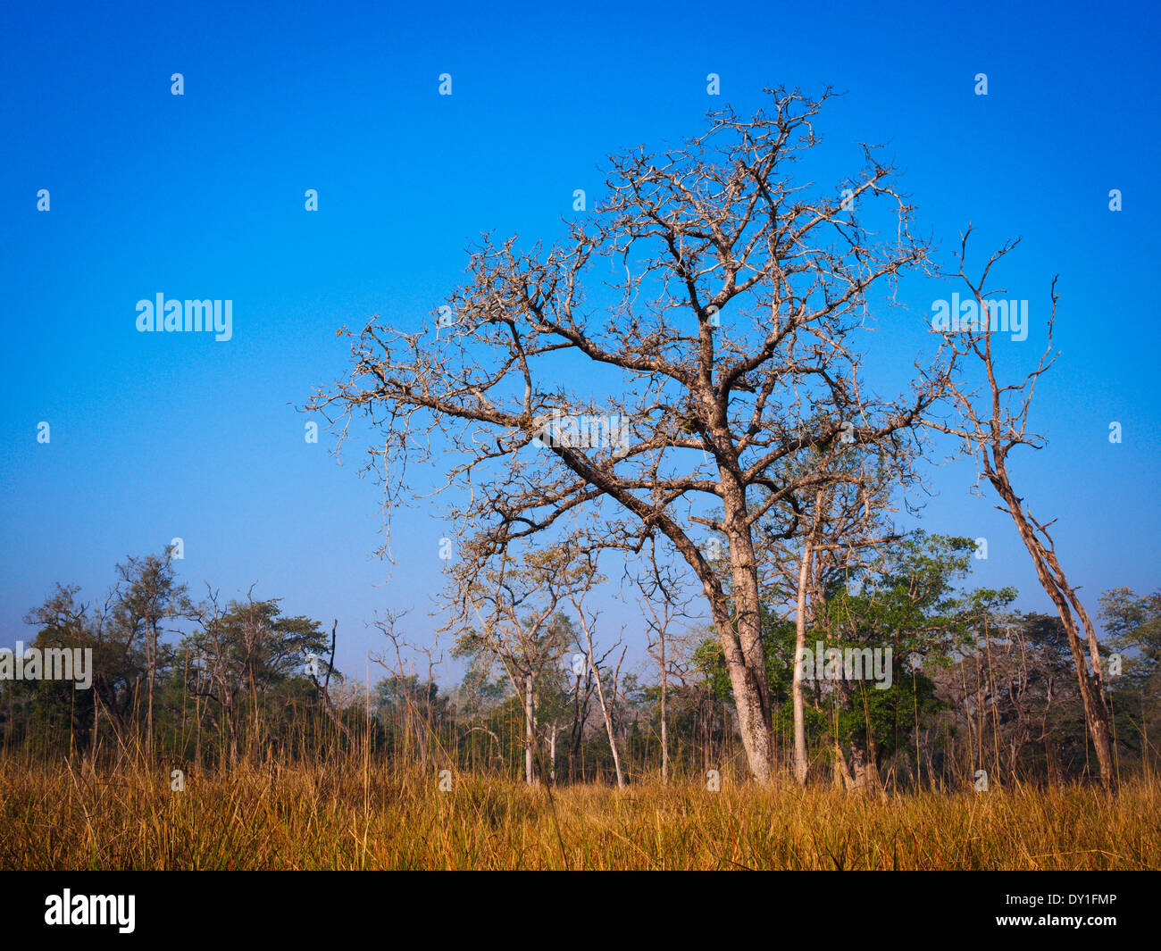 Albero nella prateria fluviale in Bardia National Park, il Nepal Foto Stock