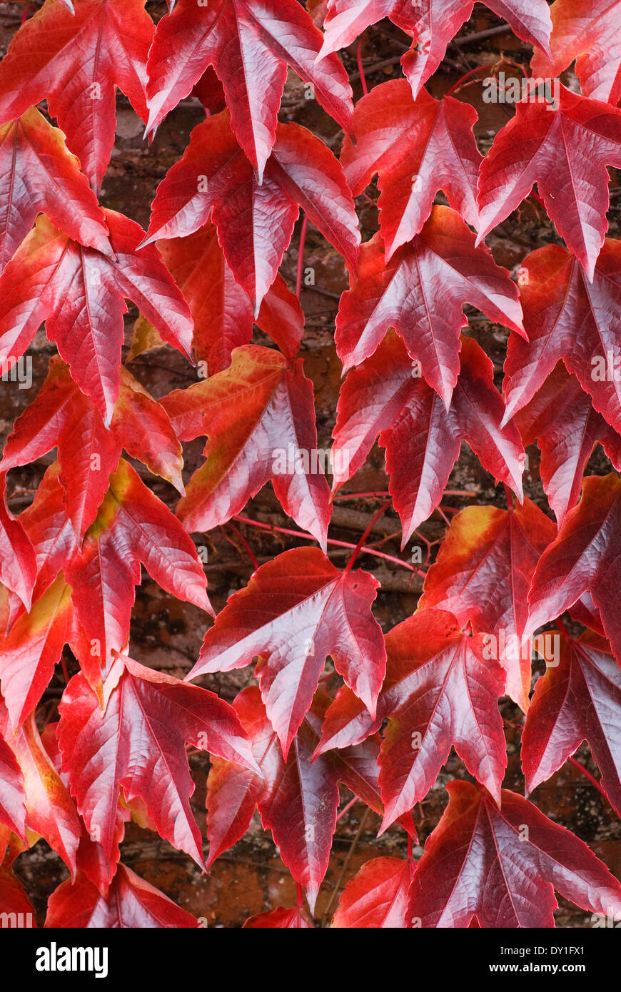 Parthenocissus tricuspidata, Boston Ivy. Arbusto, ottobre.di rosso e di giallo fogliame di autunno. Foto Stock