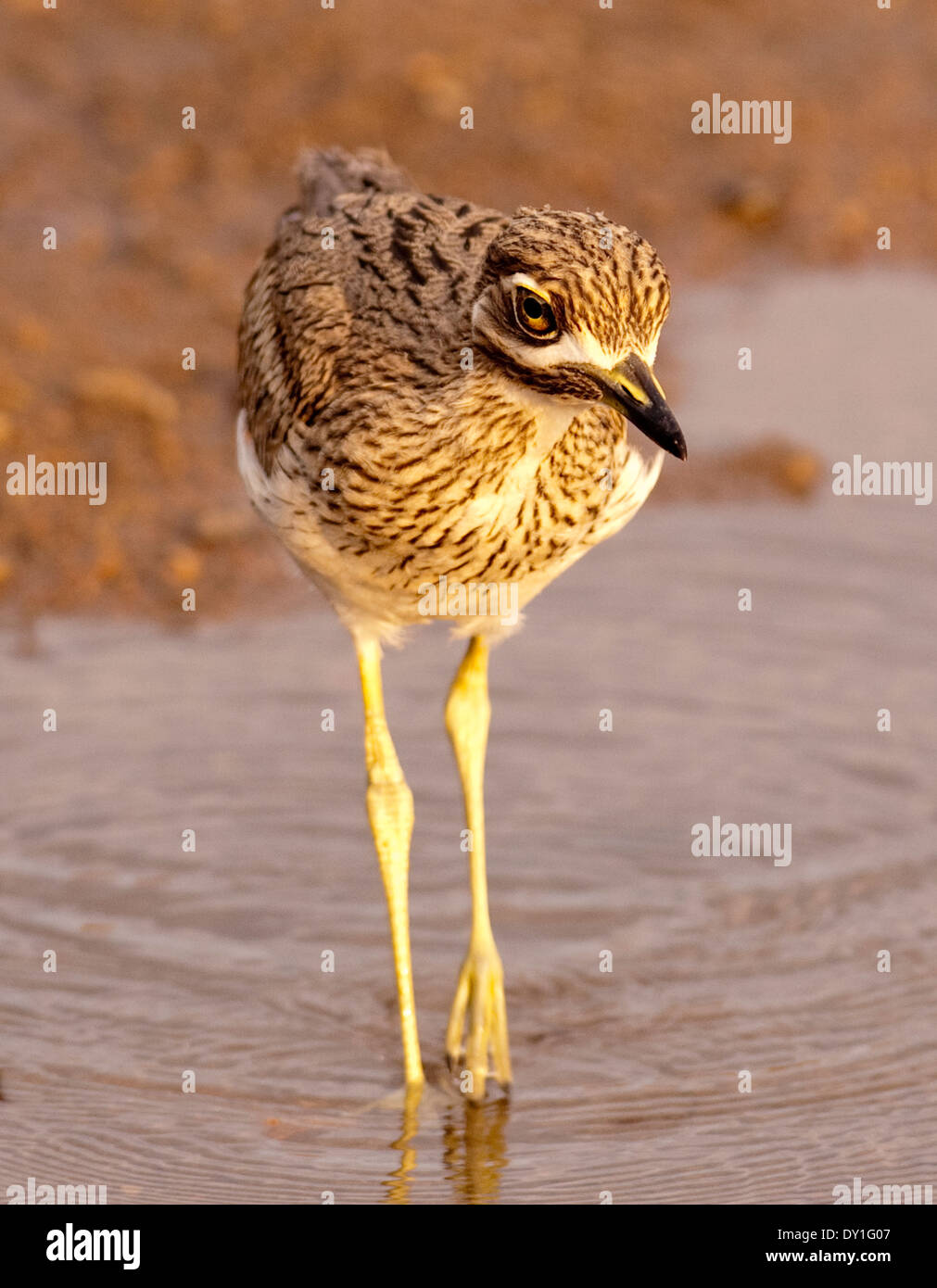L'acqua e spesso-ginocchio è una che si incontra regolarmente waterbird in Africa australe Foto Stock
